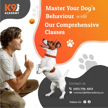Master your dog’s behaviour post